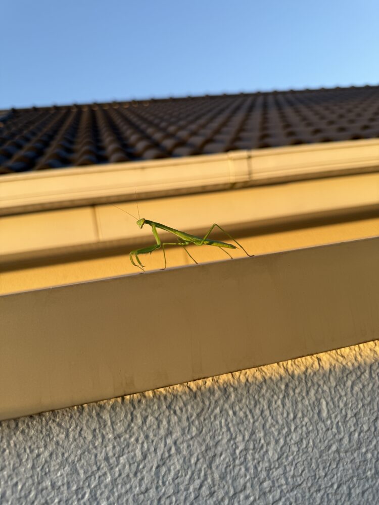 なんかカマキリがベランダに遊びに来た！