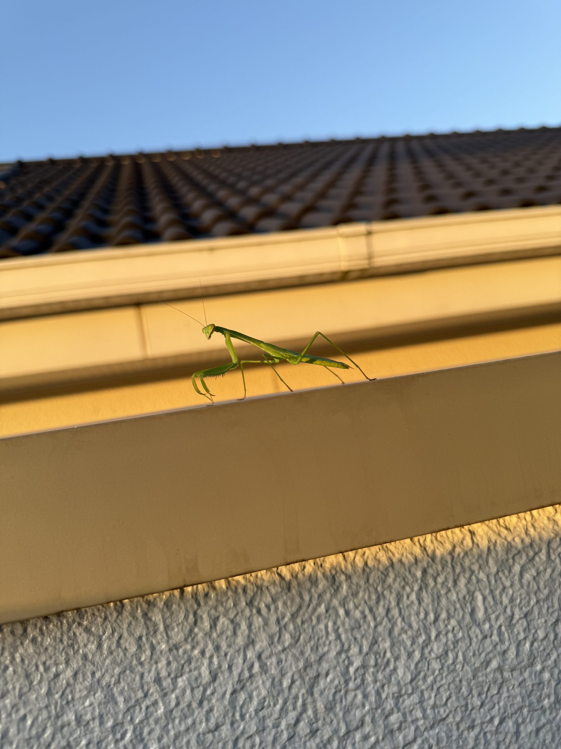 なんかカマキリがベランダに遊びに来た！